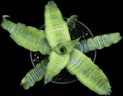 Cryptanthus 'Midori'