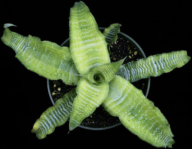 Cryptanthus 'Midori'