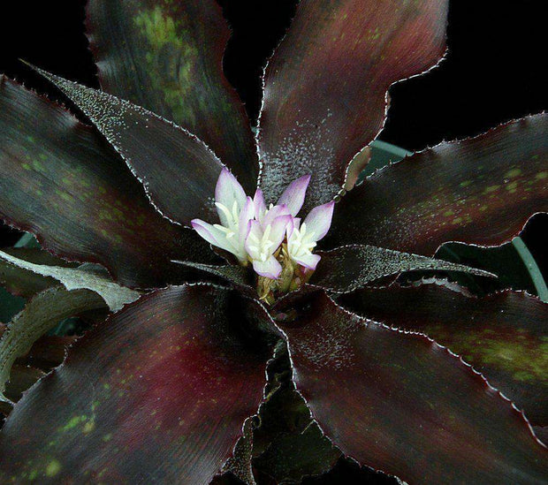 Cryptanthus 'Black Magic' - Tropiflora