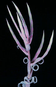 Tillandsia 'Curly Slim' - Tropiflora