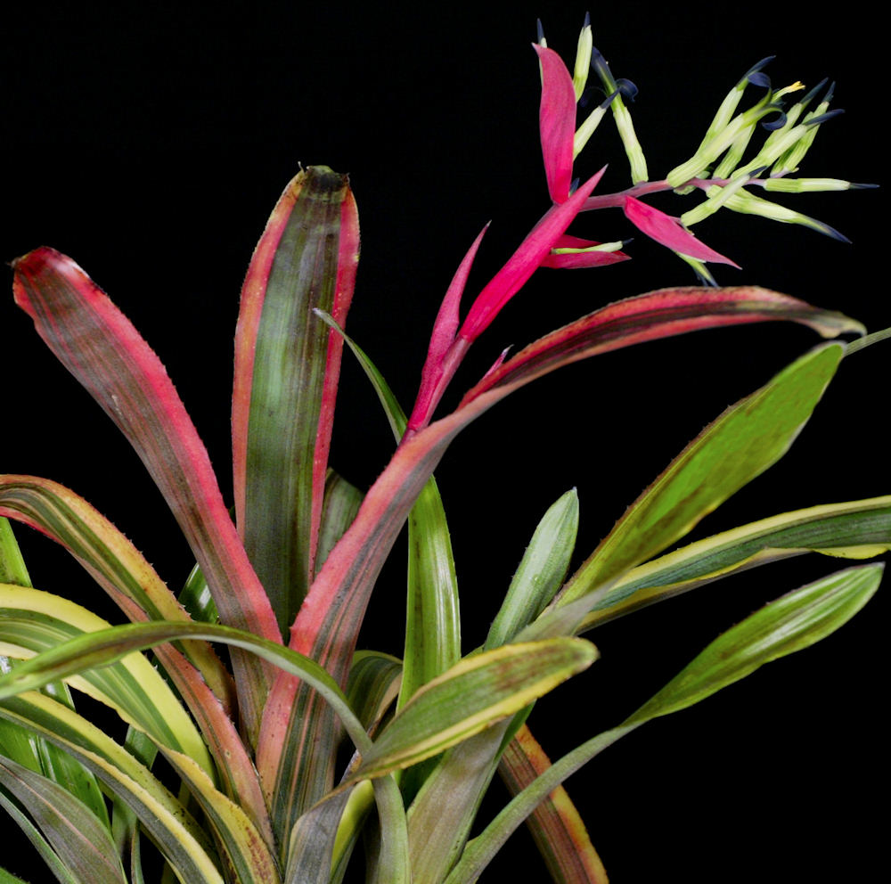 Billbergia 'Dorothy Berg' – Tropiflora