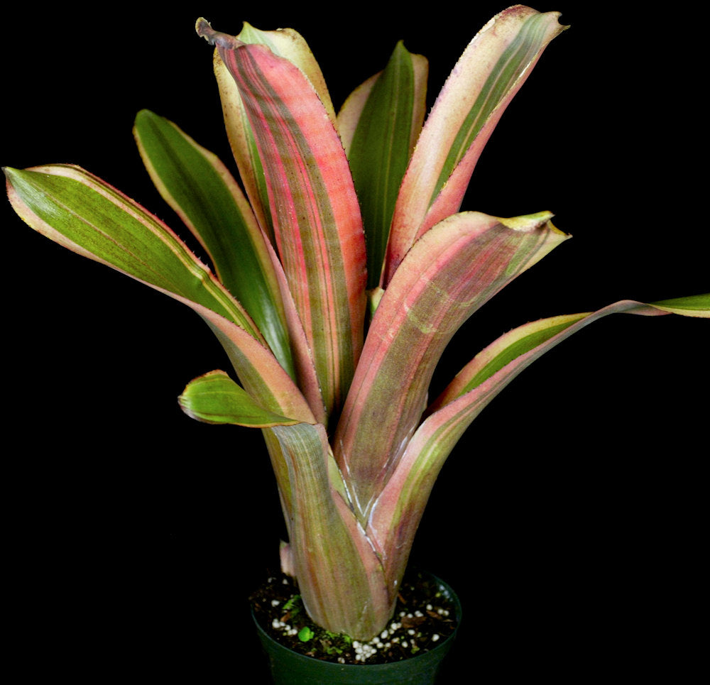 Billbergia 'Dorothy Berg' – Tropiflora