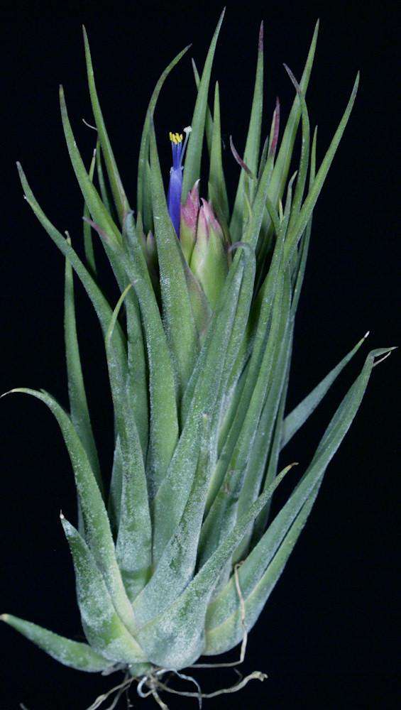 Tillandsia 'Tina Parr' - Tropiflora
