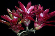 Neoregelia 'Born Of Fire' - Tropiflora