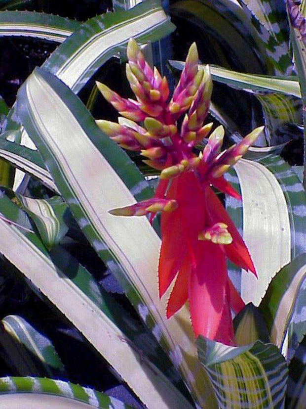 Aechmea chantinii 'Samurai' - Tropiflora