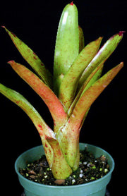 Neoregelia 'Bright Spot' - Tropiflora
