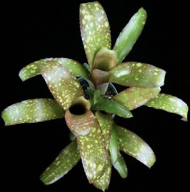 Billbergia 'Machu Picchu' - Tropiflora