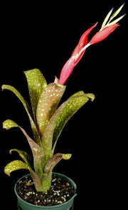 Billbergia 'Machu Picchu' - Tropiflora