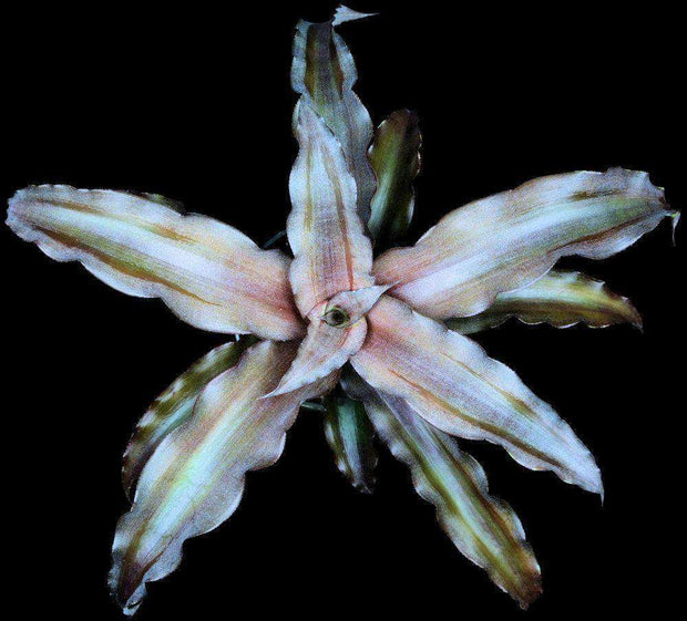 Cryptanthus 'Miss Abigail' - Tropiflora