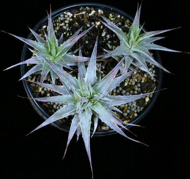 Deuterocohnia species N.W. Argentina - Tropiflora