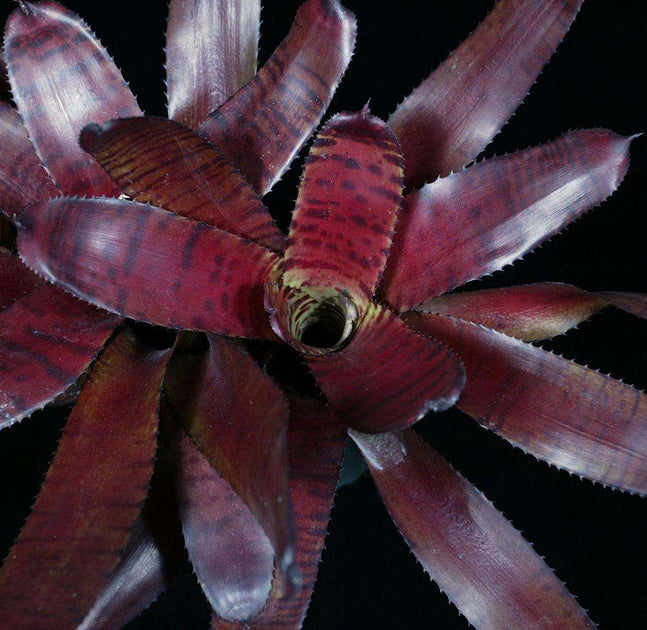 Neoregelia 'Norman Bates' x 'Blushing Tiger' Tropiflora