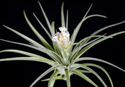 Tillandsia stricta x ixioides - Tropiflora