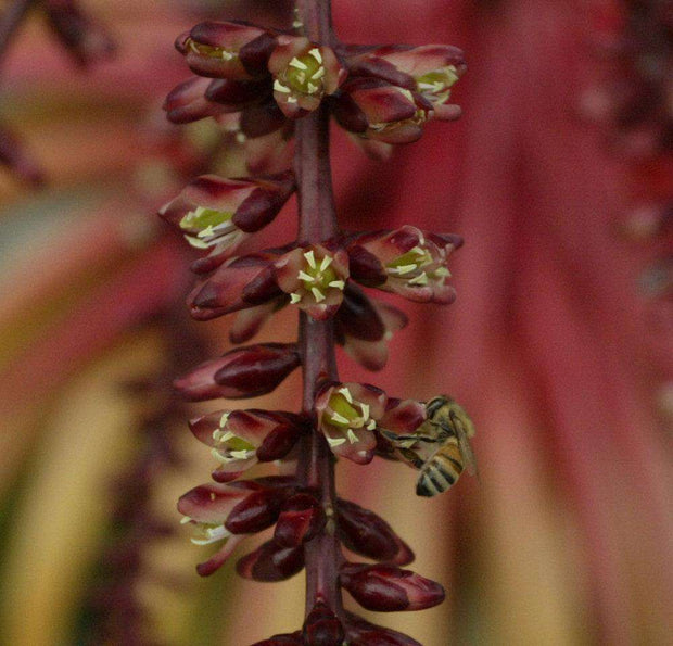 xEnchotia 'Ruby' - Tropiflora