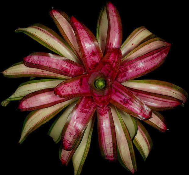 Neoregelia 'Belladonna' - Tropiflora