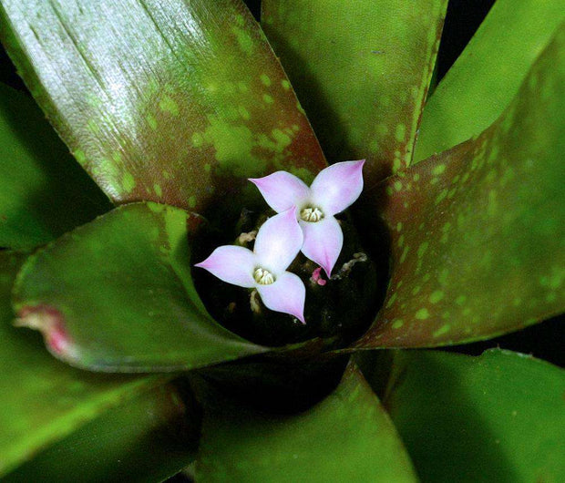 Neoregelia chlorosticta 'Pink Stars' - Tropiflora