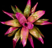 Neoregelia 'Sandy' - Tropiflora