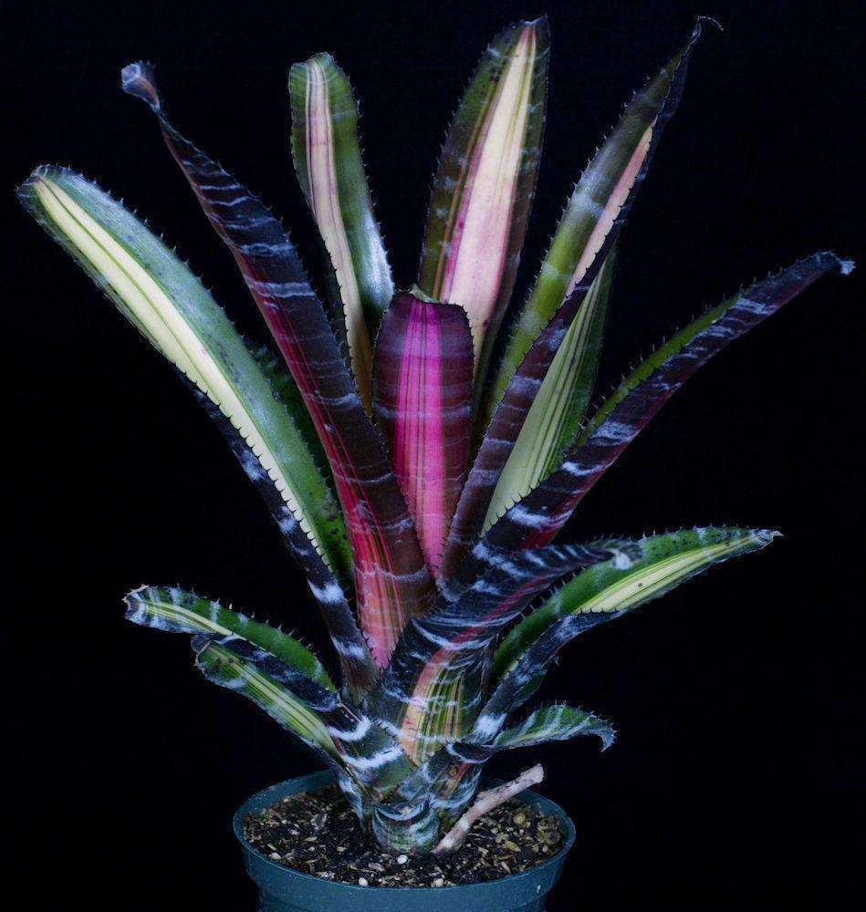 ブロメリア・エアープランツ Aechmea Roberto Menescal Aechmea 'Roberto Menescal' – Tropiflora