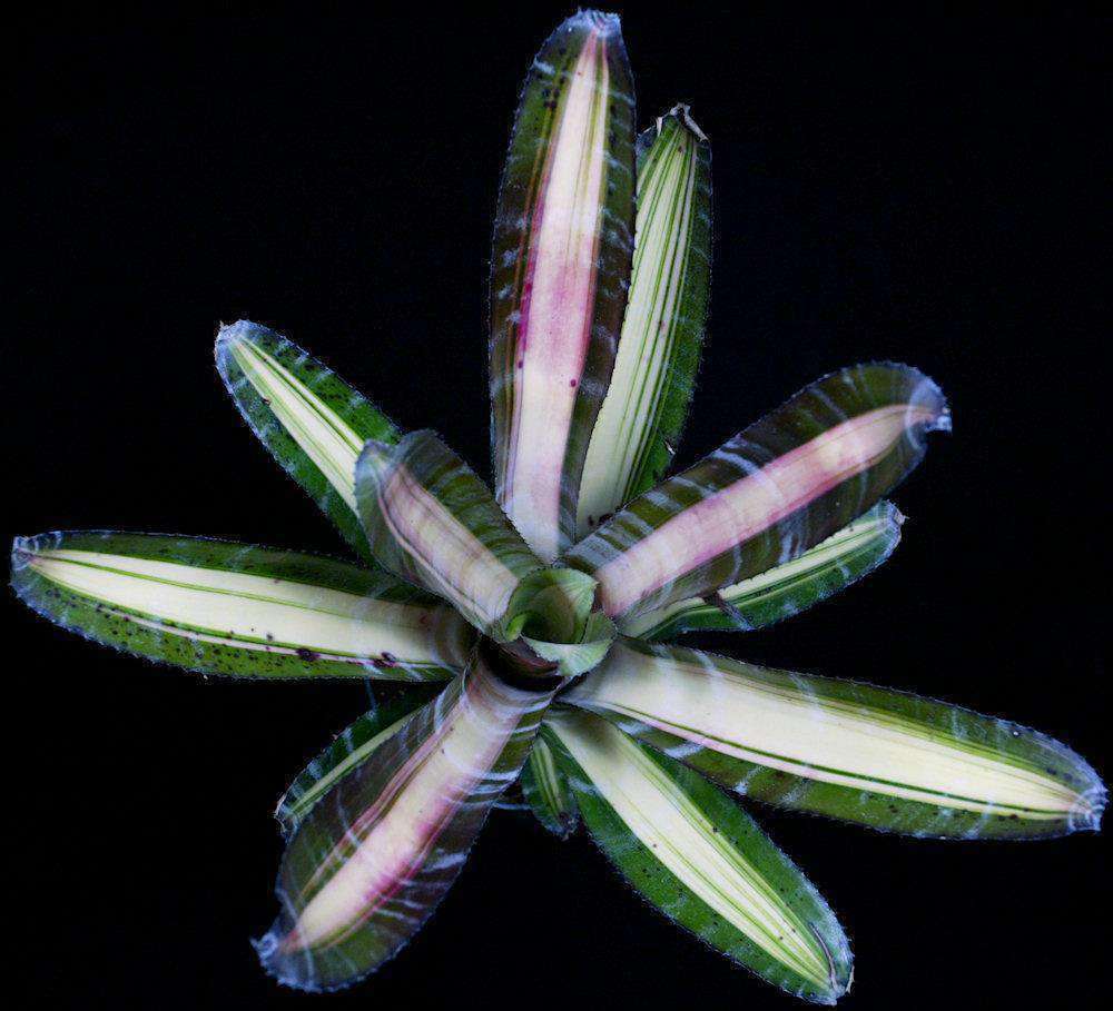Aechmea 'Roberto Menescal' – Tropiflora