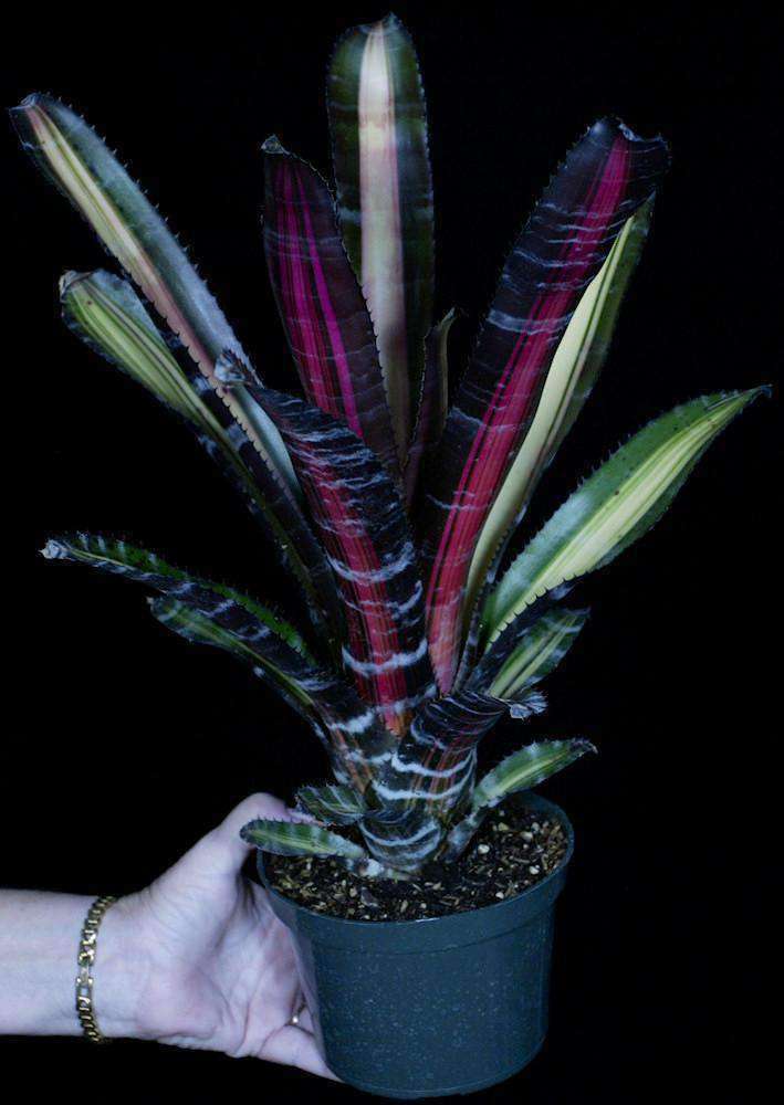 Aechmea 'Roberto Menescal' – Tropiflora