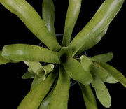 Neoregelia 'Popoki' - Tropiflora