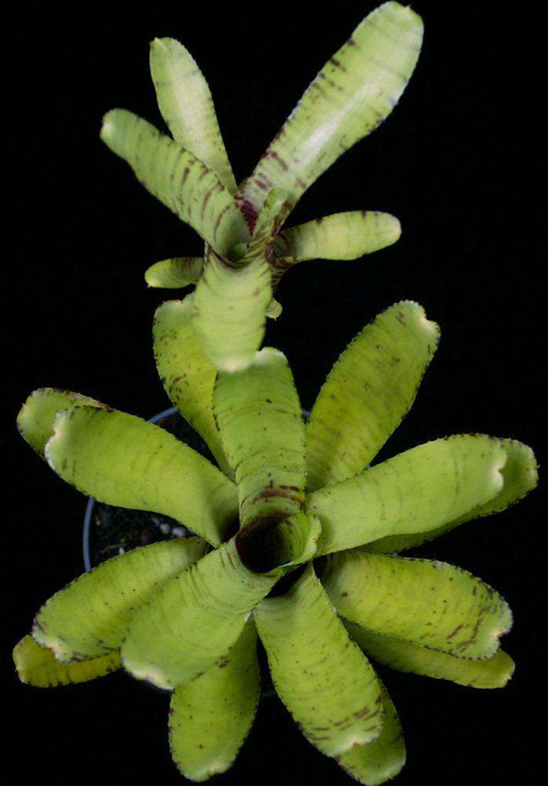 Neoregelia 'Popoki' - Tropiflora