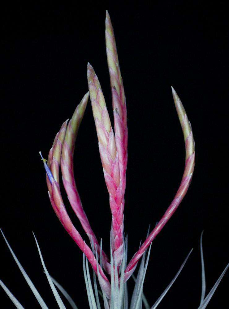 Tillandsia 'Mixtec Treasure' – Tropiflora