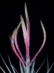 Tillandsia 'Mixtec Treasure' - Tropiflora