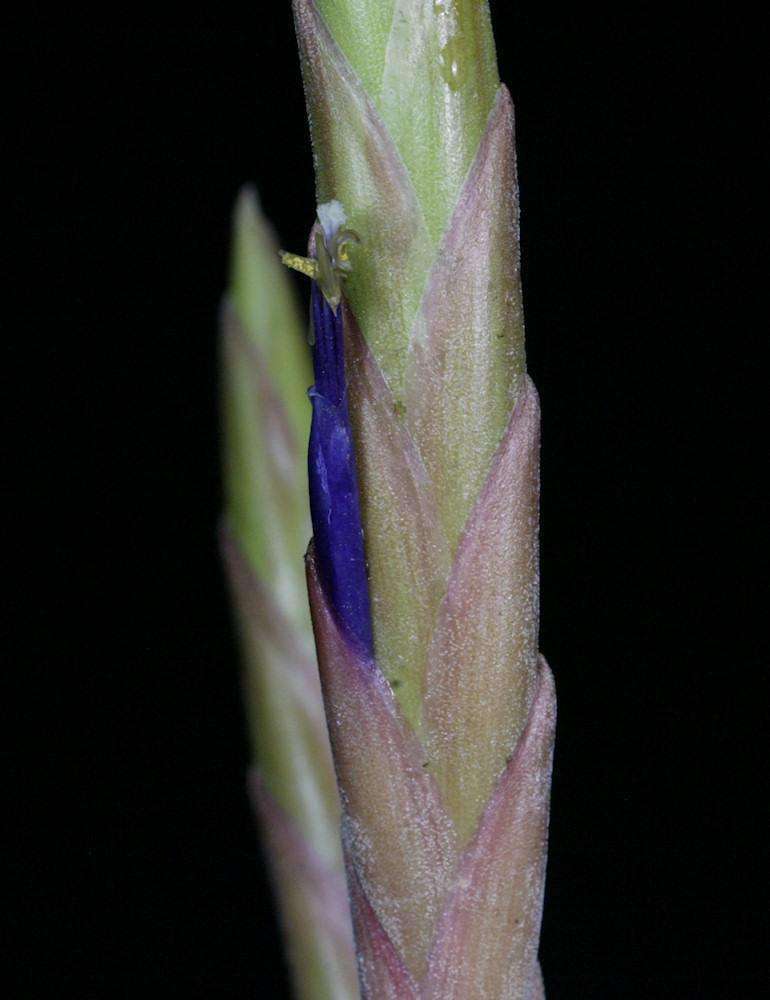 Tillandsia 'Mixtec Treasure' – Tropiflora