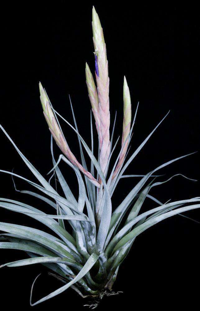 ブロメリア・エアープランツ Tillandsia 'Mixtec Rainbow' Tillandsia 'Mixtec Treasure' – Tropiflora