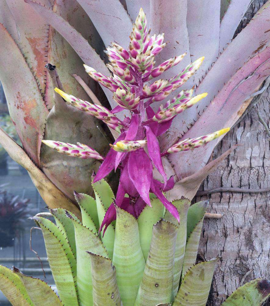 Aechmea 'Fantasia' – Tropiflora