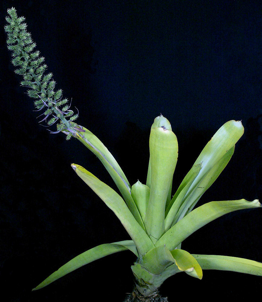 Wittmackia caymanensis – Tropiflora