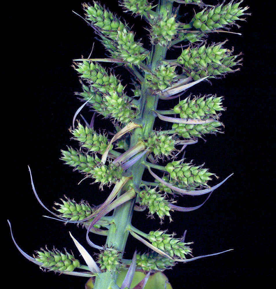Wittmackia caymanensis – Tropiflora