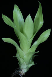 Wittmackia caymanensis