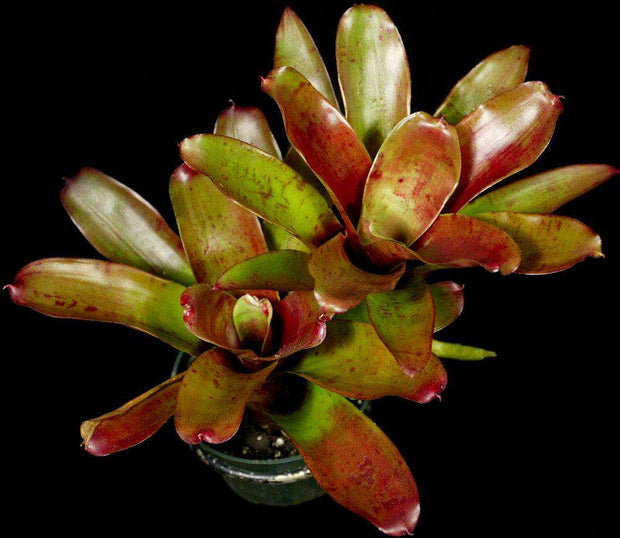 Neoregelia 'Red Bird' x 'Fireball' - Tropiflora