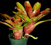 Neoregelia 'Red Bird' x 'Fireball' - Tropiflora