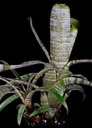 Aechmea nudicaulis v. cuspidata 'Silver Streak' - Tropiflora
