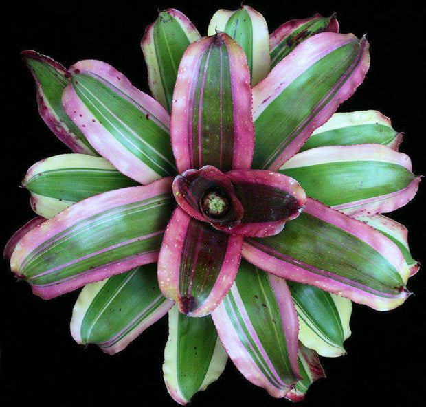Neoregelia 'Center Stage' - Tropiflora