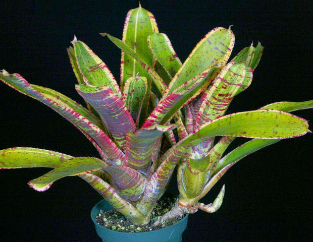 Neoregelia 'Irazu' - Tropiflora