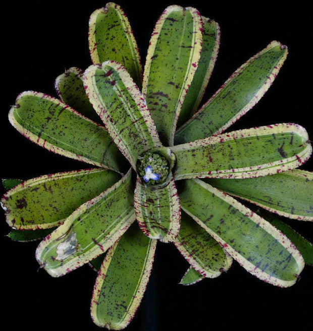 Neoregelia 'Irazu' - Tropiflora