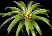 Guzmania cerrohoyaensis - Tropiflora