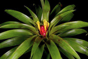 Guzmania cerrohoyaensis - Tropiflora