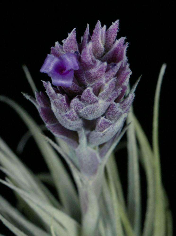 Tillandsia gardneri v. rupicola 'Purple Form' – Tropiflora
