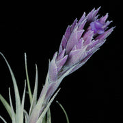 Tillandsia gardneri v. rupicola 'Purple Form' - Tropiflora