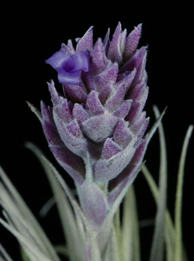 Tillandsia gardneri v. rupicola 'Purple Form' - Tropiflora