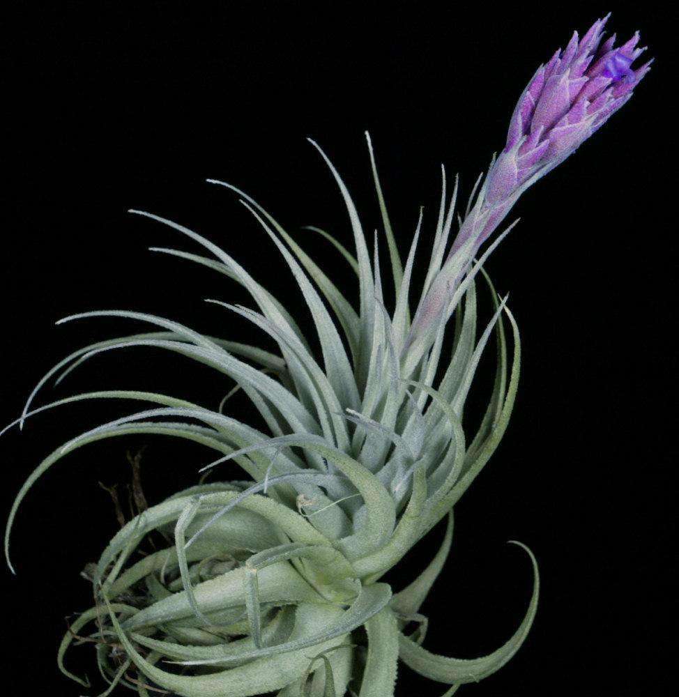 Tillandsia gardneri v. rupicola 'Purple Form' – Tropiflora