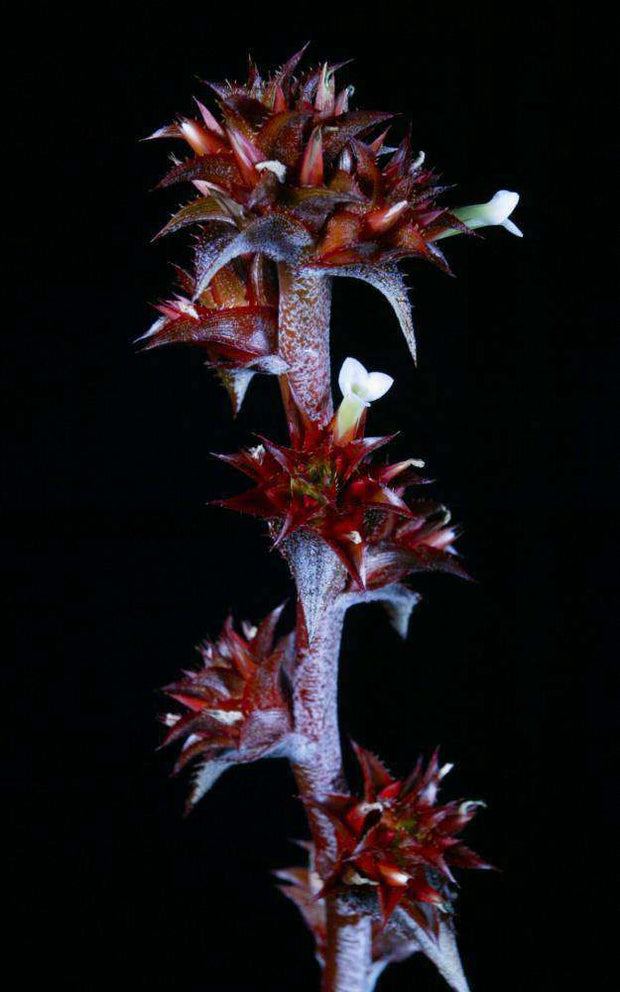 Orthophytum 'Chocolate' - Tropiflora