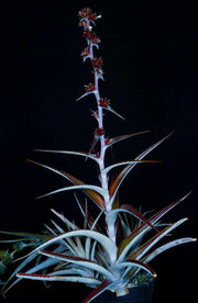 Orthophytum 'Chocolate' - Tropiflora