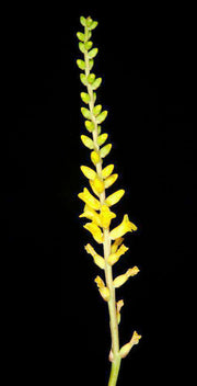 Dyckia fragrans - Tropiflora