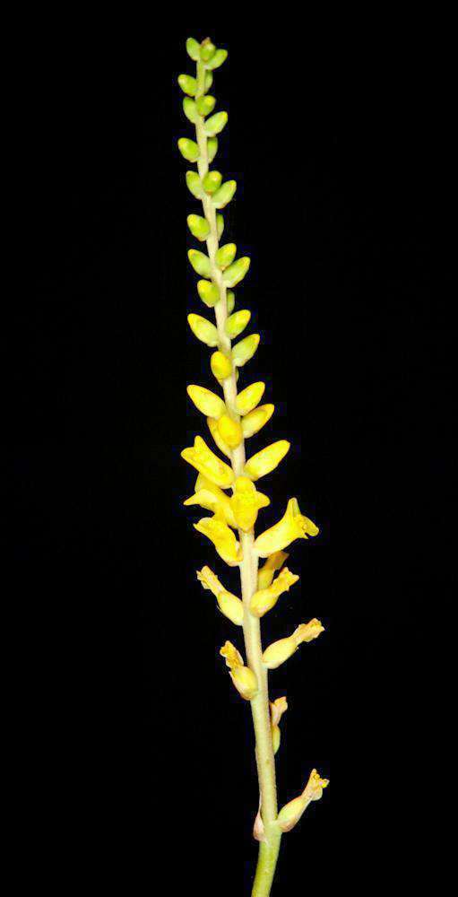 Dyckia fragrans - Tropiflora