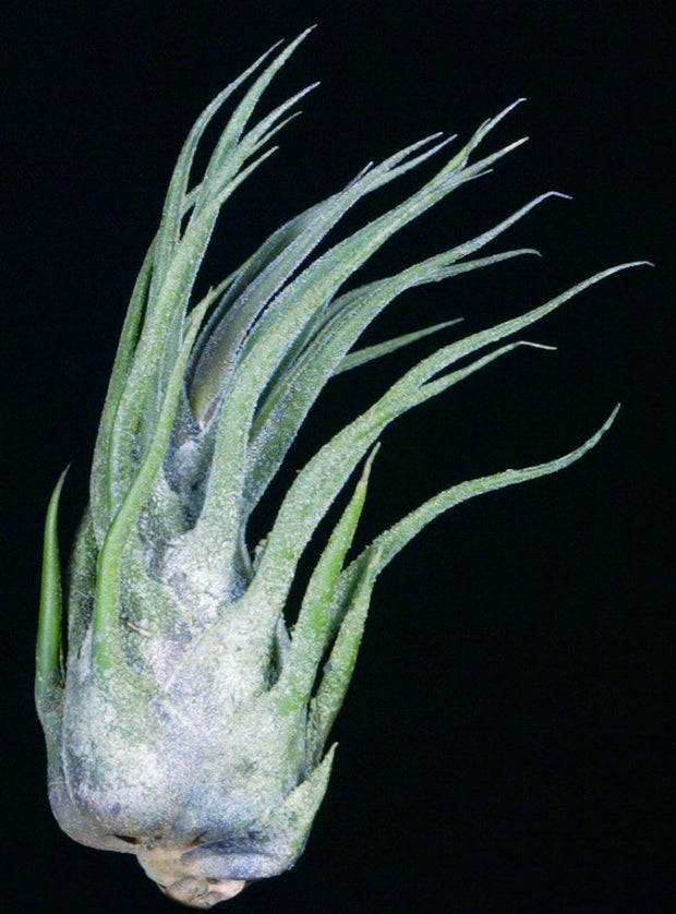 Tillandsia pruinosa 'Turrialba'